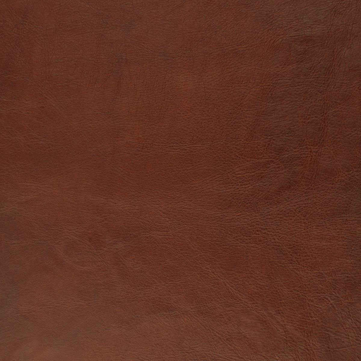 Wet Bark